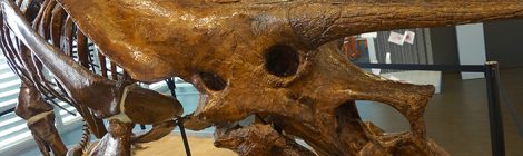 Esquelet de triceratops al museu de Paleontologia de Sabadell.