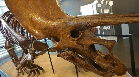 Esquelet de triceratops al museu de Paleontologia de Sabadell.