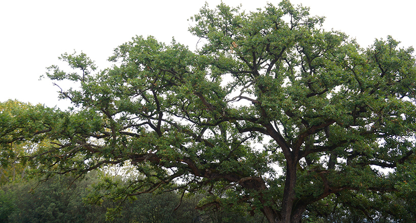 El Roure Gros.