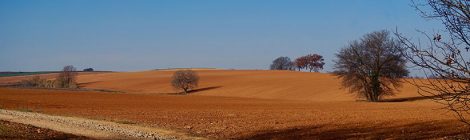 Camp de conreu a Gallecs.