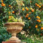 Jardí al carrer Santema de Caldes d'Estrac.