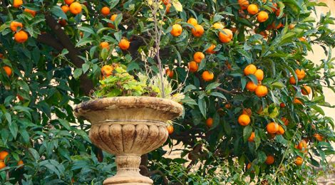 Jardí al carrer Santema de Caldes d'Estrac.