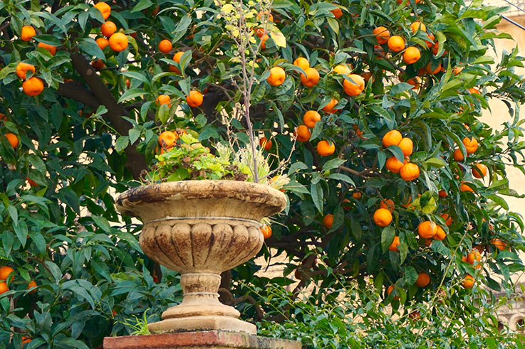 Jardí al carrer Santema de Caldes d'Estrac.