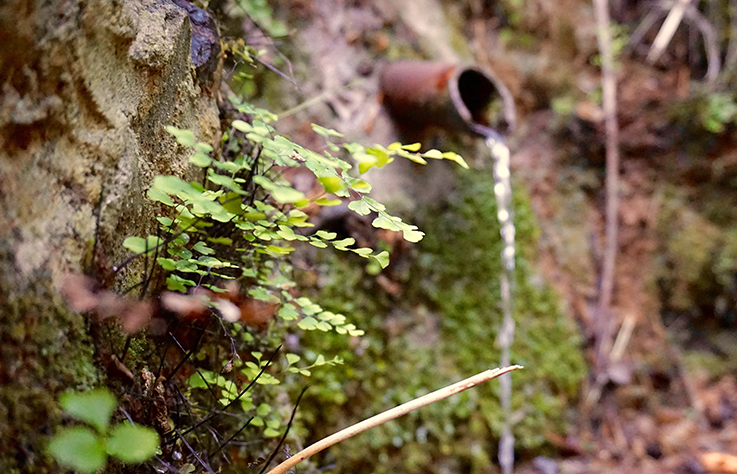 Font de la Moreria al Torrent de Gotelles.