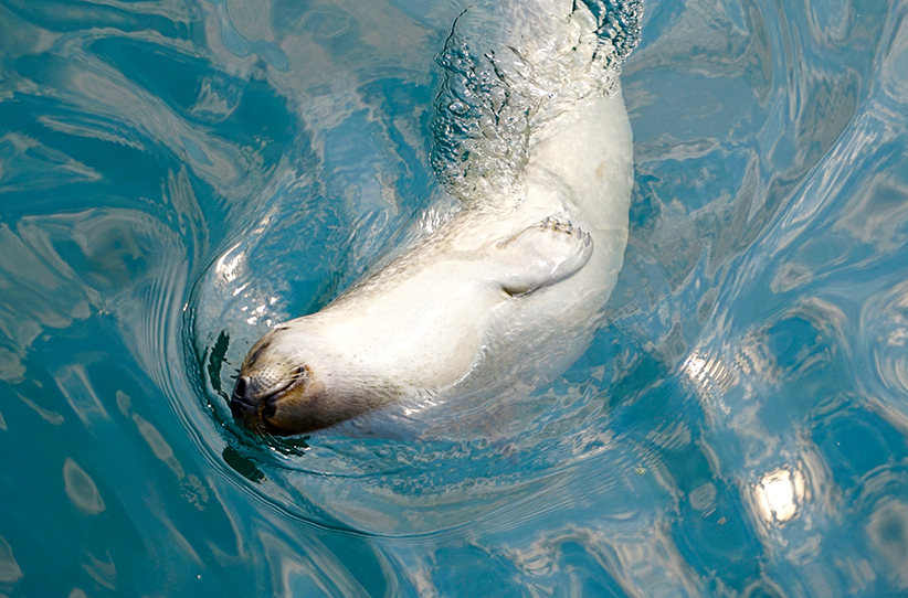 Foca a l'Aquàrium d'A Coruña.