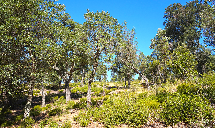 Bosc d'alzines sureres a Les Gavarres. 