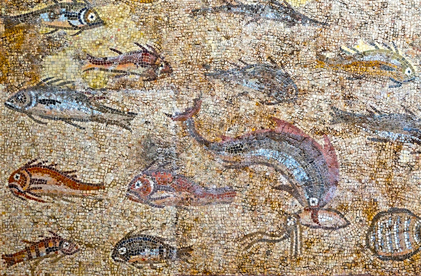 Mosaic que representa una gran diversitat de peixos. Mosaics del Museu Arqueològic de Tarragona