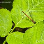 Osor, La Selva, natura, fulles