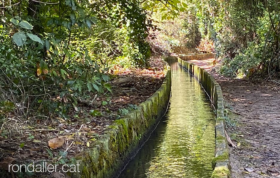 Excursió a la bassa dels ànecs. El canal de rec.