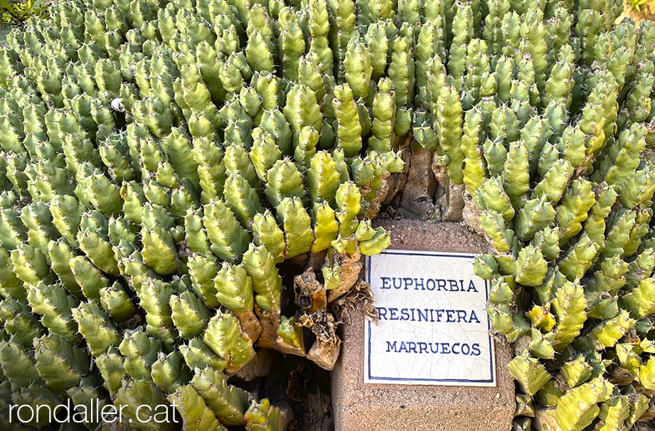 Jardins de Mossèn Costa i Llobera. Detall d'una planta de cactus.