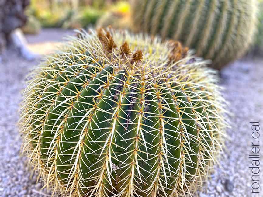 Jardins de Mossèn Costa i Llobera. Cactus anomenat seient de sogra.