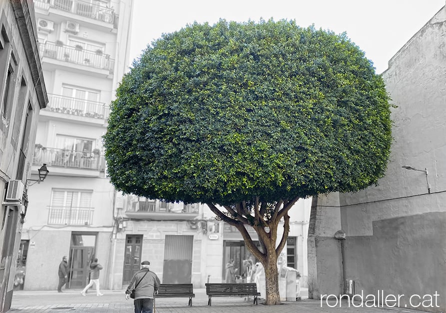 Grandiós arbre de ficus a l'inici del carrer Xipreret.