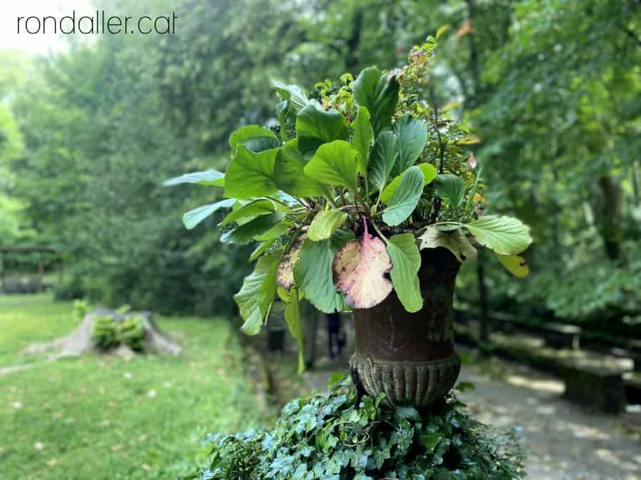 Gerra decorativa amb plantes a la vora de la font Moixina d'Olot.