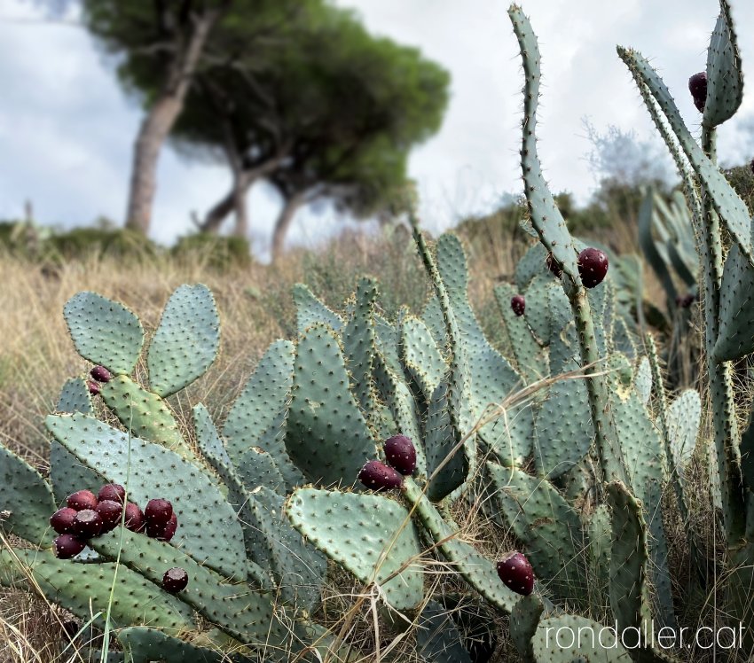 Cactus conegut com a llengua de vaca, amb fruits morats.